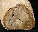 Polished Petrified Wood Limb - Madagascar #17151-1